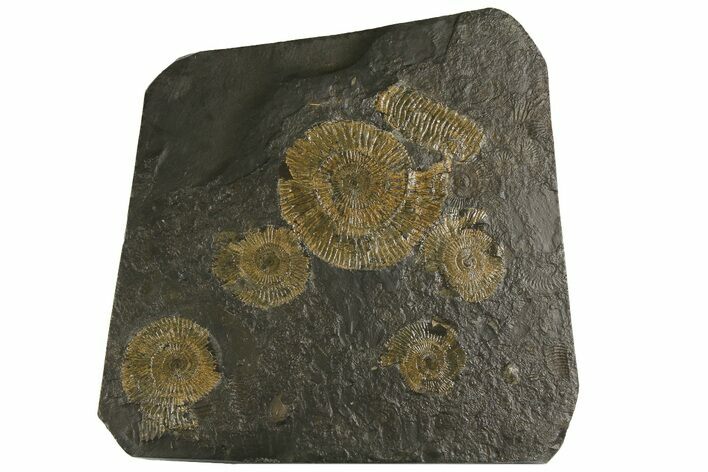 Dactylioceras Ammonite Cluster - Posidonia Shale, Germany #180357